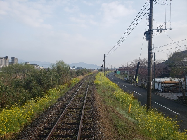 平成筑豊鉄道と沿線の菜の花20220324_075932.jpg
