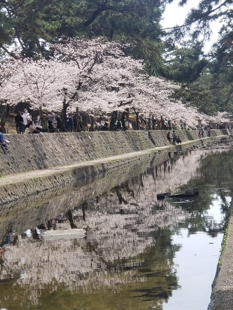 【花見】夙川河川敷緑地(夙川公園)の桜も見頃|阪急神戸線夙川駅20220330_130519.jpg