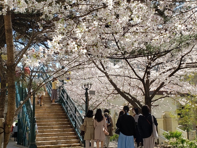 華やかな桜のトンネルが出現！宝塚大劇場周辺「花のみち」20220404_122715.jpg