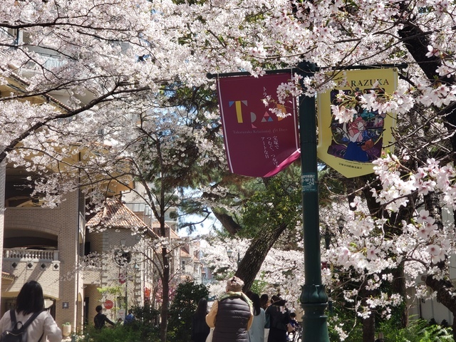 華やかな桜のトンネルが出現！宝塚大劇場周辺「花のみち」20220404_123022.jpg