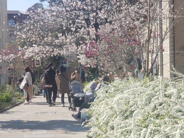 華やかな桜のトンネルが出現！宝塚大劇場周辺「花のみち」20220404_150125.jpg
