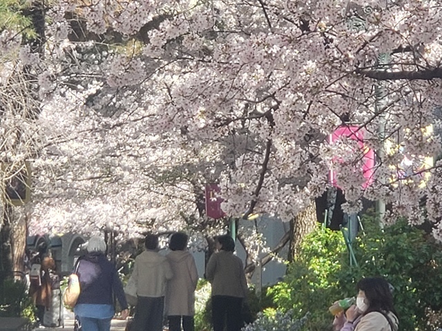 華やかな桜のトンネルが出現！宝塚大劇場周辺「花のみち」20220404_150631.jpg