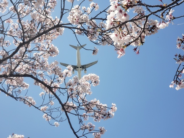 飛行機が見える豊中市の「さくら広場」も桜満開20220406_125432.jpg